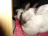 /album/fotogallerij/konijnen-koppelen-pim-en-laura-lounchen-jpg/